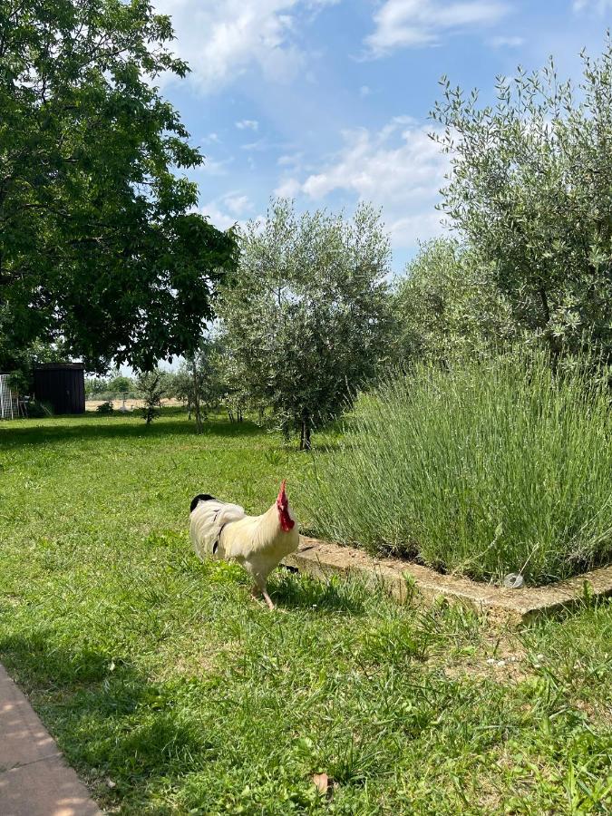 Agriturismo Monteroseo Bedizzole 外观 照片